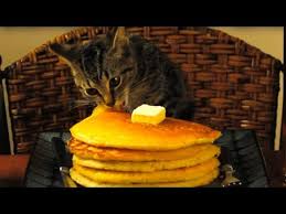 I really love to eat pancakes with butter, maple syrup, and extra berries! Cat Eating Pancakes Youtube