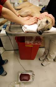 Maybe you would like to learn more about one of these? Racing Dogs Land 2nd Careers As Blood Donors