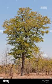 Image result for Colophospermum mopane