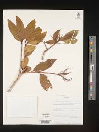 Image result for Anisophyllea boehmii