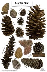 Pine Cones Pine Cones Pine Cone Art Pine