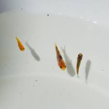 These baby koi for sale are offered in large and small packs. Pin On Koi
