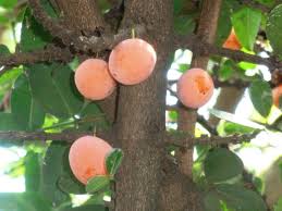 Image result for Garcinia livingstonei