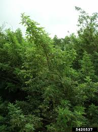 Image result for Vitex trifolia