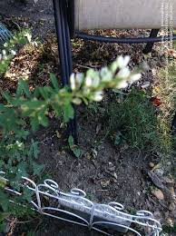 The white flowers are borne on a six inch scape with red bracts. Plant Identification Closed Long Stems Tiny Green Leaves Small White Flowers Herb 0 By Gamblerezra