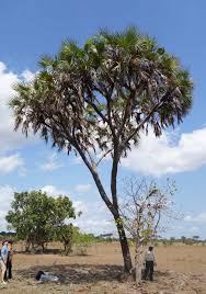 Image result for Hyphaene