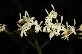 Image result for Tarenna pavettoides