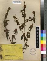 Image result for Spermacoce sphaerostigma