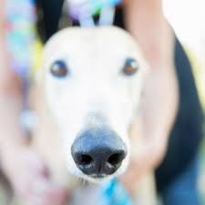 It can allow pet owners to ensure their furry friends get the care they need even if their schedules are. The Best 10 Pet Groomers Near Upper James St Hamilton On Last Updated July 2021 Yelp