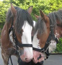 Shire Horses Horse Whispers By Look Lovely On Flickr Via Cc Horses Horse Pictures Beautiful Horses