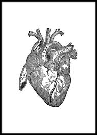 Because they are vector artwork, they are resolution independent so you can scale them to any size required. Heart Anatomy Affischer In 2021 Heart Anatomy Black And White Posters Vintage Posters