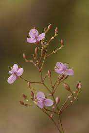 Image result for Murdannia tenuissima
