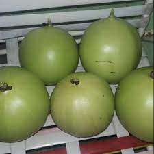 Tanaman labu ini termasuk tumbuhan organik, karena dibiarkan merambat pada sandaran kayu yang menjulang tinggi setinggi tiga meter. Buah Labu Kayu 1001 Khasiat Labu Kayu Berminat Trus Pm Ws 0104396510 Shopee Malaysia