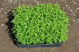 Image result for Galium