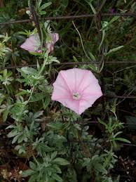 Image result for Convolvulus goyderi