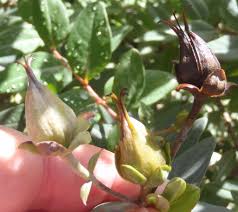 Image result for Hypericum roeperianum