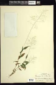 Image result for Panicum trichoides