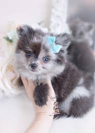 Here we have shared some cute pictures of pomeranian dogs that are simply adorable and too innocent to ignore. Merle Pomeranian Puppies Florida Teacup Puppies Boutique
