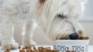 Best Dog Food How To Know Whats Right For Your Dog