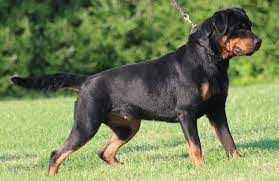 Ad by iq test institute. Top 10 Misconceptions About Rottweilers Animalso