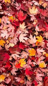 Pin By Erika On Fall Vibes Iphone Wallpaper Fall Fall Wallpaper Leaf Wallpaper