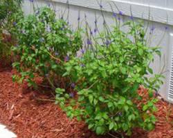 Image result for Stachytarpheta cayennensis