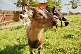 Dovolená s dětmi přímo pro vás. Kam S Detmi Na Jizni Morave Detske Kralovstvi Snu Jupigo Com