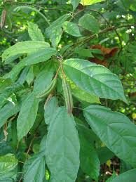 Image result for Glyphaea