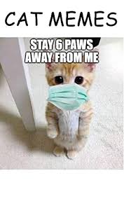 Maybe i'm gonna make a warriors meme series i will thinking about that. Memes Cat Memes Funny Memes Mad And Grumpy Cat Memes And More By Howard Pando