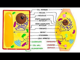 A Comparison Of Plant And Animal Cells Using Labelled Diagrams And Descriptive Explanations Learn About Plant And Animal Cells Plant Cell Compare And Contrast