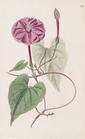 Image result for Ipomoea venosa