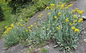 Image result for Senecio letouzeyanus
