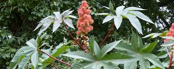 Image result for Ricinus communis