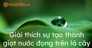 Nước đọng trong nắp vung của ấm đun nước, khi dùng ấm đun nước sôi rồi để nguội Giáº£i Thich Sá»± Táº¡o Thanh Giá»t NÆ°á»›c Ä'á»ng Tren La Cay Vao Ban Ä'em