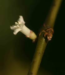 Image result for Lasianthus kilimandscharicus