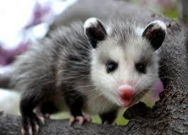 Backyard buddies are also the local people who value the living things around them, like possums, and are. How To Get Rid Of Possums Detailed Opossum Control Guide