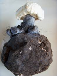 Image result for Macrotyloma rupestre × densiflo