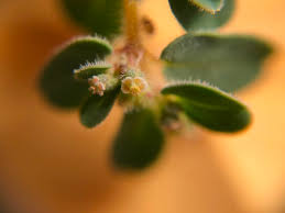 Image result for Euphorbia granulata