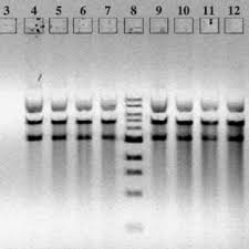 View 48 nsfw pictures and videos and enjoy sophie_coady with the endless random gallery on scrolller.com. Pdf Cationic Submicron Emulsions For Pulmonary Dna Immunization
