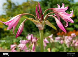 Image result for Crinum moorei