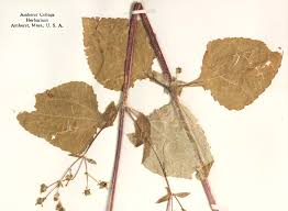 Image result for Sigesbeckia orientalis