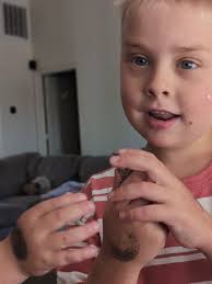 my lizard catching king! #bluebellylizard #boy #happy