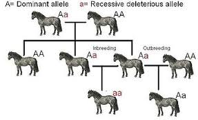 Mimari tasarım ve minimalizm arasındaki ilişki örnek projeler. Inbreeding Depression Wikipedia