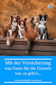 hund versichern und damit baume pflanzen in 2021 hundeversicherung hunde hundehaltung