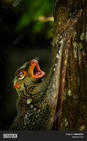 They reach lengths of 35 to 40 cm (14 to 16 in) and weigh 1 to 2 kg (2.2 to 4.4 lb). Sunda Flying Lemur Image Photo Free Trial Bigstock
