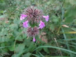 Image result for Clinopodium uhligii