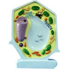 That's why this innovative 3d model is created to. China School Supplies Biology Teaching Plant Cell Model R180114 China Biology Teaching Plant Model Microstructure Model