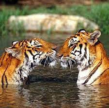 Pareja De Tigres Pretty Animals Animals Beautiful Animals Of The World