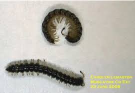Borax contains some boric acid but is not as concentrated as actual boric acid powder. Millipedes Horticulture And Home Pest News