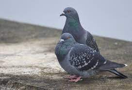 Rock Pigeon | Audubon Field Guide